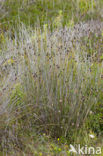 Bog-rush (Schoenus nigricans)