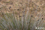 Bog-rush (Schoenus nigricans)