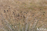 Bog-rush (Schoenus nigricans)