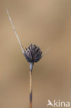 Bog-rush (Schoenus nigricans)