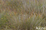 Knopbies (Schoenus nigricans) 