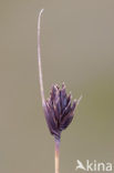 Bog-rush (Schoenus nigricans)