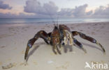 Coconut Crab (Birgus latro)