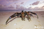 Coconut Crab (Birgus latro)