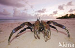 Coconut Crab (Birgus latro)