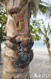 Coconut Crab (Birgus latro)