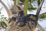 Coconut Crab (Birgus latro)