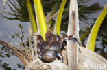 Coconut Crab (Birgus latro)