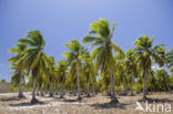 Coconut Palm (Cocos nucifera)