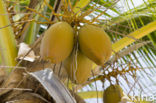 Coconut Palm (Cocos nucifera)