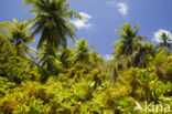 Coconut Palm (Cocos nucifera)