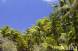 Coconut Palm (Cocos nucifera)