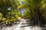 Coconut Palm (Cocos nucifera)