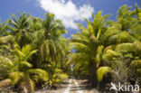 Coconut Palm (Cocos nucifera)