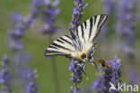 Scarce Swallowtail (Iphiclides podalirius)