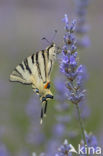 Scarce Swallowtail (Iphiclides podalirius)