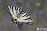 Scarce Swallowtail (Iphiclides podalirius)