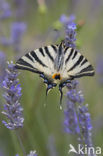 Scarce Swallowtail (Iphiclides podalirius)