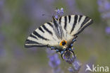 Scarce Swallowtail (Iphiclides podalirius)