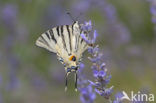 Scarce Swallowtail (Iphiclides podalirius)