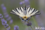 Scarce Swallowtail (Iphiclides podalirius)