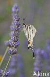 Scarce Swallowtail (Iphiclides podalirius)