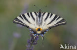 Scarce Swallowtail (Iphiclides podalirius)