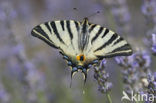 Scarce Swallowtail (Iphiclides podalirius)