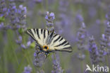 Scarce Swallowtail (Iphiclides podalirius)