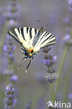 Scarce Swallowtail (Iphiclides podalirius)