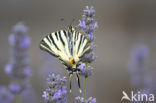 Scarce Swallowtail (Iphiclides podalirius)