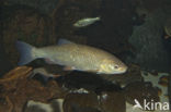 Kopvoorn (Squalius cephalus) 