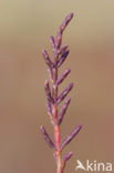 Kortarige zeekraal (Salicornia europaea)