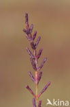 Kortarige zeekraal (Salicornia europaea)