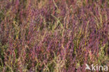 Kortarige zeekraal (Salicornia europaea)