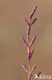 Kortarige zeekraal (Salicornia europaea)