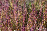 Kortarige zeekraal (Salicornia europaea)