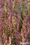 Kortarige zeekraal (Salicornia europaea)