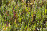 Kortarige zeekraal (Salicornia europaea)