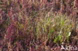 Kortarige zeekraal (Salicornia europaea)