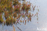 Glasswort (Salicornia europaea)