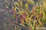 Glasswort (Salicornia europaea)