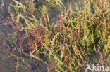 Glasswort (Salicornia europaea)