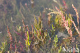 Kortarige zeekraal (Salicornia europaea)