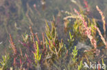 Glasswort (Salicornia europaea)