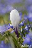 Krokus (Crocus spec.)