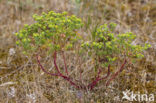 Kustwolfsmelk (Euphorbia portlandica)