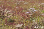 Lamsoor (Limonium vulgare)