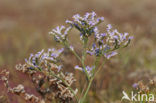 Lamsoor (Limonium vulgare)