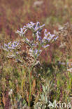 Lamsoor (Limonium vulgare)